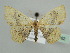 ( - BC ZSM Lep 45162)  @13 [ ] CreativeCommons - Attribution Non-Commercial Share-Alike (2010) Axel Hausmann/Bavarian State Collection of Zoology (ZSM) SNSB, Zoologische Staatssammlung Muenchen