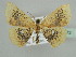  ( - BC ZSM Lep 45172)  @13 [ ] CreativeCommons - Attribution Non-Commercial Share-Alike (2010) Axel Hausmann/Bavarian State Collection of Zoology (ZSM) SNSB, Zoologische Staatssammlung Muenchen