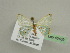  ( - BC ZSM Lep 45469)  @13 [ ] CreativeCommons - Attribution Non-Commercial Share-Alike (2010) Axel Hausmann/Bavarian State Collection of Zoology (ZSM) SNSB, Zoologische Staatssammlung Muenchen
