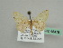  ( - BC ZSM Lep 45478)  @13 [ ] CreativeCommons - Attribution Non-Commercial Share-Alike (2010) Axel Hausmann/Bavarian State Collection of Zoology (ZSM) SNSB, Zoologische Staatssammlung Muenchen