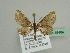  ( - BC ZSM Lep 45484)  @14 [ ] CreativeCommons - Attribution Non-Commercial Share-Alike (2010) Axel Hausmann/Bavarian State Collection of Zoology (ZSM) SNSB, Zoologische Staatssammlung Muenchen