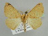  ( - BC ZSM Lep 45487)  @13 [ ] CreativeCommons - Attribution Non-Commercial Share-Alike (2010) Axel Hausmann/Bavarian State Collection of Zoology (ZSM) SNSB, Zoologische Staatssammlung Muenchen