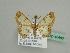 ( - BC ZSM Lep 45490)  @14 [ ] CreativeCommons - Attribution Non-Commercial Share-Alike (2010) Axel Hausmann/Bavarian State Collection of Zoology (ZSM) SNSB, Zoologische Staatssammlung Muenchen