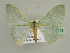  ( - BC ZSM Lep 45503)  @13 [ ] CreativeCommons - Attribution Non-Commercial Share-Alike (2010) Axel Hausmann/Bavarian State Collection of Zoology (ZSM) SNSB, Zoologische Staatssammlung Muenchen