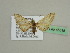  ( - BC ZSM Lep 45518)  @12 [ ] CreativeCommons - Attribution Non-Commercial Share-Alike (2010) Axel Hausmann/Bavarian State Collection of Zoology (ZSM) SNSB, Zoologische Staatssammlung Muenchen