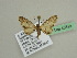  (Eupithecia AH02Et - BC ZSM Lep 45519)  @13 [ ] CreativeCommons - Attribution Non-Commercial Share-Alike (2010) Axel Hausmann/Bavarian State Collection of Zoology (ZSM) SNSB, Zoologische Staatssammlung Muenchen