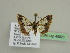  ( - BC ZSM Lep 45523)  @13 [ ] CreativeCommons - Attribution Non-Commercial Share-Alike (2010) Axel Hausmann/Bavarian State Collection of Zoology (ZSM) SNSB, Zoologische Staatssammlung Muenchen