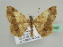  ( - BC ZSM Lep 45527)  @13 [ ] CreativeCommons - Attribution Non-Commercial Share-Alike (2010) Axel Hausmann/Bavarian State Collection of Zoology (ZSM) SNSB, Zoologische Staatssammlung Muenchen