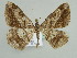  ( - BC ZSM Lep 45531)  @14 [ ] CreativeCommons - Attribution Non-Commercial Share-Alike (2010) Axel Hausmann/Bavarian State Collection of Zoology (ZSM) SNSB, Zoologische Staatssammlung Muenchen