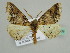 (Xanthisthisa AH02Et - BC ZSM Lep 45539)  @14 [ ] CreativeCommons - Attribution Non-Commercial Share-Alike (2010) Axel Hausmann/Bavarian State Collection of Zoology (ZSM) SNSB, Zoologische Staatssammlung Muenchen