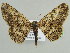  (Zeuctoboarmia AH03Et - BC ZSM Lep 45542)  @13 [ ] CreativeCommons - Attribution Non-Commercial Share-Alike (2010) Axel Hausmann/Bavarian State Collection of Zoology (ZSM) SNSB, Zoologische Staatssammlung Muenchen