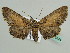  ( - BC ZSM Lep 45544)  @13 [ ] CreativeCommons - Attribution Non-Commercial Share-Alike (2010) Axel Hausmann/Bavarian State Collection of Zoology (ZSM) SNSB, Zoologische Staatssammlung Muenchen