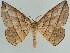  (Sarcinodes vultuaria - BC ZSM Lep 45550)  @15 [ ] CreativeCommons - Attribution Non-Commercial Share-Alike (2010) Axel Hausmann/Bavarian State Collection of Zoology (ZSM) SNSB, Zoologische Staatssammlung Muenchen