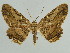  ( - BC ZSM Lep 45551)  @13 [ ] CreativeCommons - Attribution Non-Commercial Share-Alike (2010) Axel Hausmann/Bavarian State Collection of Zoology (ZSM) SNSB, Zoologische Staatssammlung Muenchen