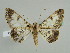  (Cleora rostella - BC ZSM Lep 45553)  @13 [ ] CreativeCommons - Attribution Non-Commercial Share-Alike (2010) Axel Hausmann/Bavarian State Collection of Zoology (ZSM) SNSB, Zoologische Staatssammlung Muenchen