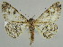  ( - BC ZSM Lep 45554)  @14 [ ] CreativeCommons - Attribution Non-Commercial Share-Alike (2010) Axel Hausmann/Bavarian State Collection of Zoology (ZSM) SNSB, Zoologische Staatssammlung Muenchen