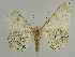  ( - BC ZSM Lep 45555)  @14 [ ] CreativeCommons - Attribution Non-Commercial Share-Alike (2010) Axel Hausmann/Bavarian State Collection of Zoology (ZSM) SNSB, Zoologische Staatssammlung Muenchen
