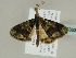  ( - BC ZSM Lep 47363)  @13 [ ] CreativeCommons - Attribution Non-Commercial Share-Alike (2010) Axel Hausmann/Bavarian State Collection of Zoology (ZSM) SNSB, Zoologische Staatssammlung Muenchen