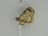  ( - BC ZSM Lep 47364)  @12 [ ] CreativeCommons - Attribution Non-Commercial Share-Alike (2010) Axel Hausmann/Bavarian State Collection of Zoology (ZSM) SNSB, Zoologische Staatssammlung Muenchen