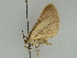  (Pseudolarentia AH01Et - BC ZSM Lep 47375)  @13 [ ] CreativeCommons - Attribution Non-Commercial Share-Alike (2010) Axel Hausmann/Bavarian State Collection of Zoology (ZSM) SNSB, Zoologische Staatssammlung Muenchen