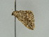  ( - BC ZSM Lep 47377)  @12 [ ] CreativeCommons - Attribution Non-Commercial Share-Alike (2010) Axel Hausmann/Bavarian State Collection of Zoology (ZSM) SNSB, Zoologische Staatssammlung Muenchen