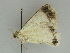  (Pingasa BOLD:AAF7788 - BC ZSM Lep 47383)  @13 [ ] CreativeCommons - Attribution Non-Commercial Share-Alike (2010) Axel Hausmann/Bavarian State Collection of Zoology (ZSM) SNSB, Zoologische Staatssammlung Muenchen