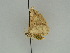  ( - BC ZSM Lep 47395)  @13 [ ] CreativeCommons - Attribution Non-Commercial Share-Alike (2010) Axel Hausmann/Bavarian State Collection of Zoology (ZSM) SNSB, Zoologische Staatssammlung Muenchen