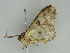  (Cleora AH02Et - BC ZSM Lep 47400)  @11 [ ] CreativeCommons - Attribution Non-Commercial Share-Alike (2010) Axel Hausmann/Bavarian State Collection of Zoology (ZSM) SNSB, Zoologische Staatssammlung Muenchen