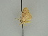  (Cyclophora AH01Ke - BC ZSM Lep 47410)  @12 [ ] CreativeCommons - Attribution Non-Commercial Share-Alike (2010) Axel Hausmann/Bavarian State Collection of Zoology (ZSM) SNSB, Zoologische Staatssammlung Muenchen