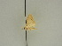  ( - BC ZSM Lep 47411)  @12 [ ] CreativeCommons - Attribution Non-Commercial Share-Alike (2010) Axel Hausmann/Bavarian State Collection of Zoology (ZSM) SNSB, Zoologische Staatssammlung Muenchen