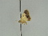  ( - BC ZSM Lep 47412)  @12 [ ] CreativeCommons - Attribution Non-Commercial Share-Alike (2010) Axel Hausmann/Bavarian State Collection of Zoology (ZSM) SNSB, Zoologische Staatssammlung Muenchen