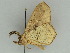  ( - BC ZSM Lep 47415)  @12 [ ] CreativeCommons - Attribution Non-Commercial Share-Alike (2010) Axel Hausmann/Bavarian State Collection of Zoology (ZSM) SNSB, Zoologische Staatssammlung Muenchen