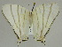  ( - BC ZSM Lep 47417)  @12 [ ] CreativeCommons - Attribution Non-Commercial Share-Alike (2010) Axel Hausmann/Bavarian State Collection of Zoology (ZSM) SNSB, Zoologische Staatssammlung Muenchen