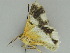  ( - BC ZSM Lep 47418)  @13 [ ] CreativeCommons - Attribution Non-Commercial Share-Alike (2010) Axel Hausmann/Bavarian State Collection of Zoology (ZSM) SNSB, Zoologische Staatssammlung Muenchen
