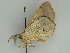  ( - BC ZSM Lep 47420)  @12 [ ] CreativeCommons - Attribution Non-Commercial Share-Alike (2010) Axel Hausmann/Bavarian State Collection of Zoology (ZSM) SNSB, Zoologische Staatssammlung Muenchen