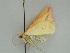  ( - BC ZSM Lep 47424)  @11 [ ] CreativeCommons - Attribution Non-Commercial Share-Alike (2010) Axel Hausmann/Bavarian State Collection of Zoology (ZSM) SNSB, Zoologische Staatssammlung Muenchen