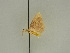  (Pseudosterrha AH01Ke - BC ZSM Lep 47425)  @12 [ ] CreativeCommons - Attribution Non-Commercial Share-Alike (2010) Axel Hausmann/Bavarian State Collection of Zoology (ZSM) SNSB, Zoologische Staatssammlung Muenchen