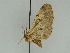  ( - BC ZSM Lep 47437)  @13 [ ] CreativeCommons - Attribution Non-Commercial Share-Alike (2010) Axel Hausmann/Bavarian State Collection of Zoology (ZSM) SNSB, Zoologische Staatssammlung Muenchen