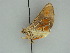  ( - BC ZSM Lep 47443)  @11 [ ] CreativeCommons - Attribution Non-Commercial Share-Alike (2010) Axel Hausmann/Bavarian State Collection of Zoology (ZSM) SNSB, Zoologische Staatssammlung Muenchen