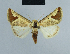  ( - BC ZSM Lep 48029)  @14 [ ] CreativeCommons - Attribution Non-Commercial Share-Alike (2010) Axel Hausmann/Bavarian State Collection of Zoology (ZSM) SNSB, Zoologische Staatssammlung Muenchen