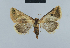  (Eublemma khonoides - BC ZSM Lep 48033)  @14 [ ] CreativeCommons - Attribution Non-Commercial Share-Alike (2010) Axel Hausmann/Bavarian State Collection of Zoology (ZSM) SNSB, Zoologische Staatssammlung Muenchen