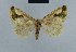  ( - BC ZSM Lep 48034)  @12 [ ] CreativeCommons - Attribution Non-Commercial Share-Alike (2010) Axel Hausmann/Bavarian State Collection of Zoology (ZSM) SNSB, Zoologische Staatssammlung Muenchen