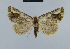  ( - BC ZSM Lep 48035)  @13 [ ] CreativeCommons - Attribution Non-Commercial Share-Alike (2010) Axel Hausmann/Bavarian State Collection of Zoology (ZSM) SNSB, Zoologische Staatssammlung Muenchen
