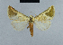  ( - BC ZSM Lep 48036)  @13 [ ] CreativeCommons - Attribution Non-Commercial Share-Alike (2010) Axel Hausmann/Bavarian State Collection of Zoology (ZSM) SNSB, Zoologische Staatssammlung Muenchen