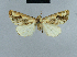  ( - BC ZSM Lep 48037)  @12 [ ] CreativeCommons - Attribution Non-Commercial Share-Alike (2010) Axel Hausmann/Bavarian State Collection of Zoology (ZSM) SNSB, Zoologische Staatssammlung Muenchen