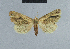 (Eublemma kenya1 - BC ZSM Lep 48038)  @13 [ ] CreativeCommons - Attribution Non-Commercial Share-Alike (2010) Axel Hausmann/Bavarian State Collection of Zoology (ZSM) SNSB, Zoologische Staatssammlung Muenchen