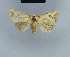  (Eublemma pemba - BC ZSM Lep 48039)  @14 [ ] CreativeCommons - Attribution Non-Commercial Share-Alike (2010) Axel Hausmann/Bavarian State Collection of Zoology (ZSM) SNSB, Zoologische Staatssammlung Muenchen