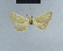  (Eublemma omana - BC ZSM Lep 48040)  @13 [ ] CreativeCommons - Attribution Non-Commercial Share-Alike (2010) Axel Hausmann/Bavarian State Collection of Zoology (ZSM) SNSB, Zoologische Staatssammlung Muenchen