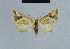  (Eublemma admota - BC ZSM Lep 48042)  @14 [ ] CreativeCommons - Attribution Non-Commercial Share-Alike (2010) Axel Hausmann/Bavarian State Collection of Zoology (ZSM) SNSB, Zoologische Staatssammlung Muenchen