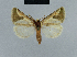  ( - BC ZSM Lep 48043)  @14 [ ] CreativeCommons - Attribution Non-Commercial Share-Alike (2010) Axel Hausmann/Bavarian State Collection of Zoology (ZSM) SNSB, Zoologische Staatssammlung Muenchen